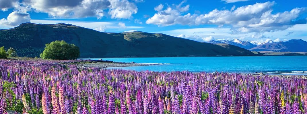 Freedom Camping Lake Tekapo