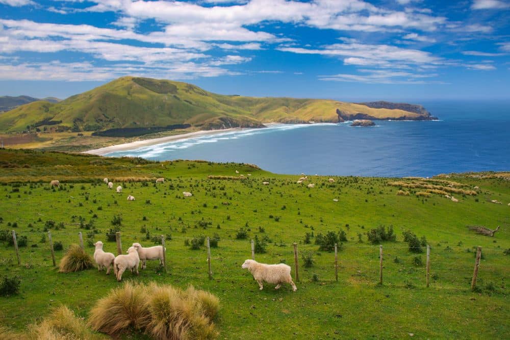 Freedom Camping Dunedin