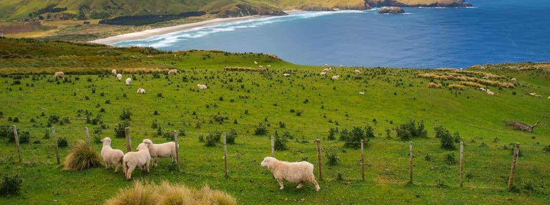 Note on Freedom Camping in Dunedin