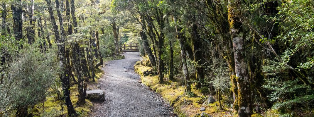 Bowyers Stream Scenic Reserve