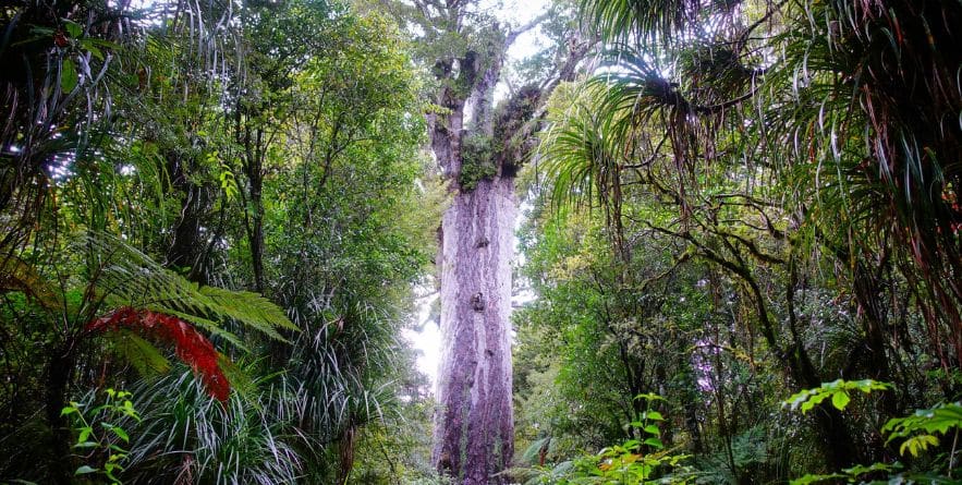 Waipoua Forest